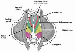 Pelvic floor & Deep core exercise